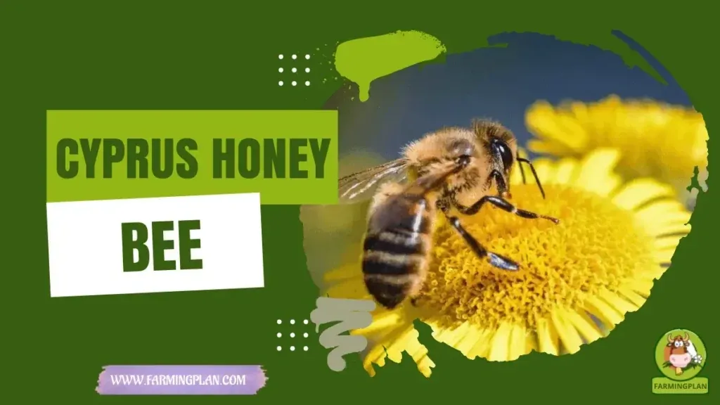 Cyprus Honey Bee Farming characteristics, agricultural utility and breed care guide