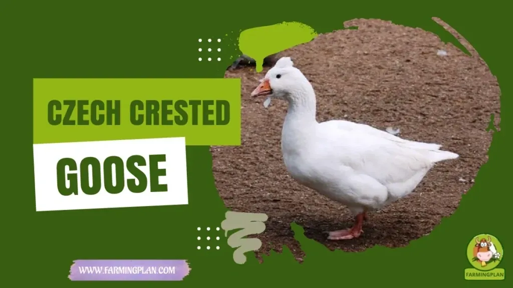 Czech Crested Goose - Farming & Breed Profile Czech Crested Goose characteristics, agricultural utility and breed care guide