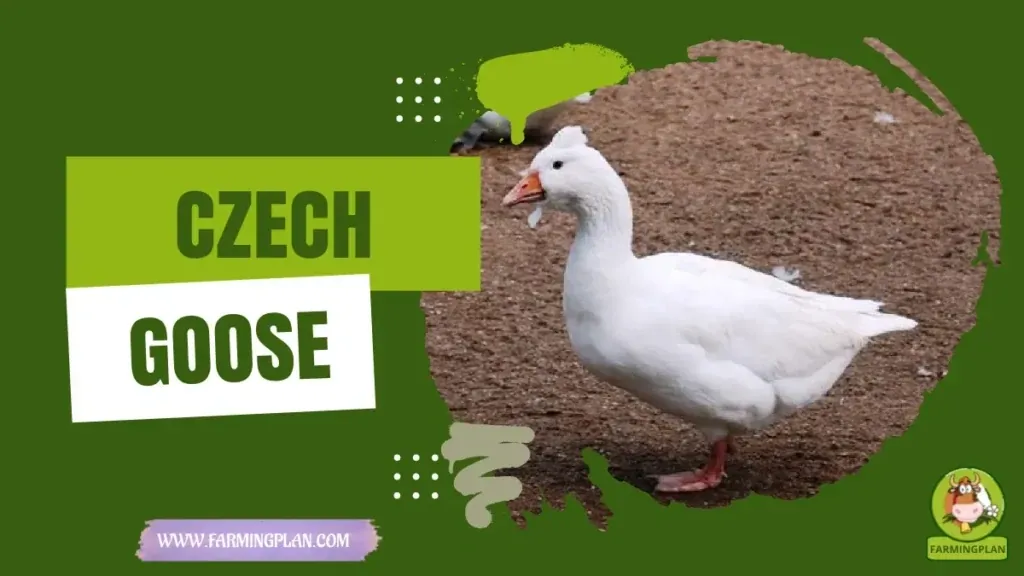 Czech Goose characteristics, agricultural utility and breed care guide