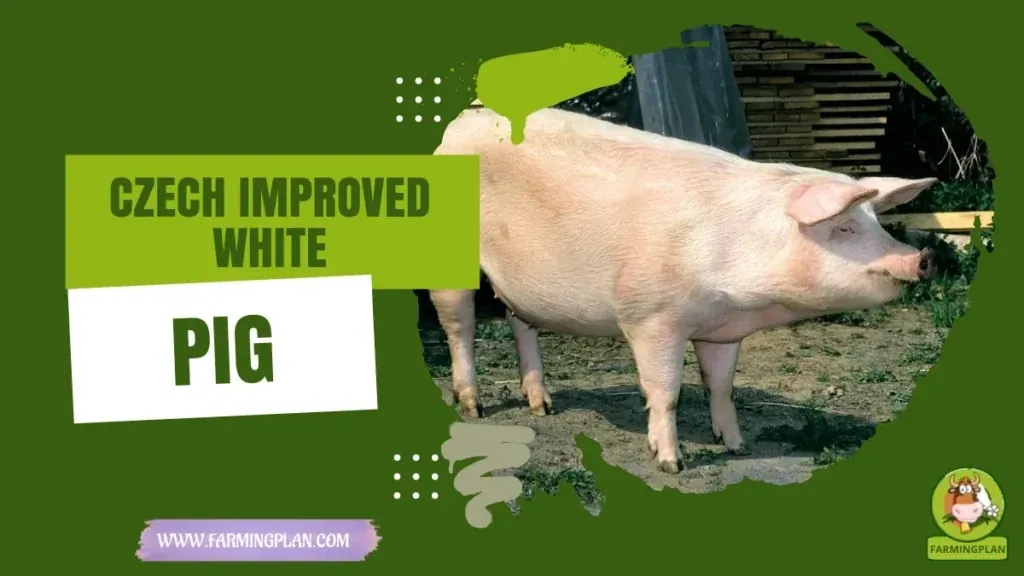 Czech Improved White Pig - Farming & Breed Profile Czech Improved White Pig