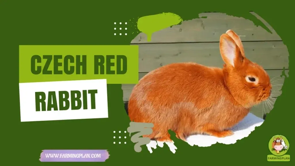 Czech Red Rabbit characteristics, agricultural utility and breed care guide
