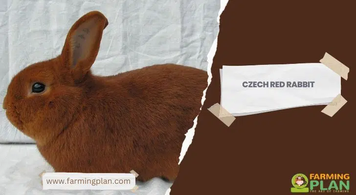 czech-red-rabbit