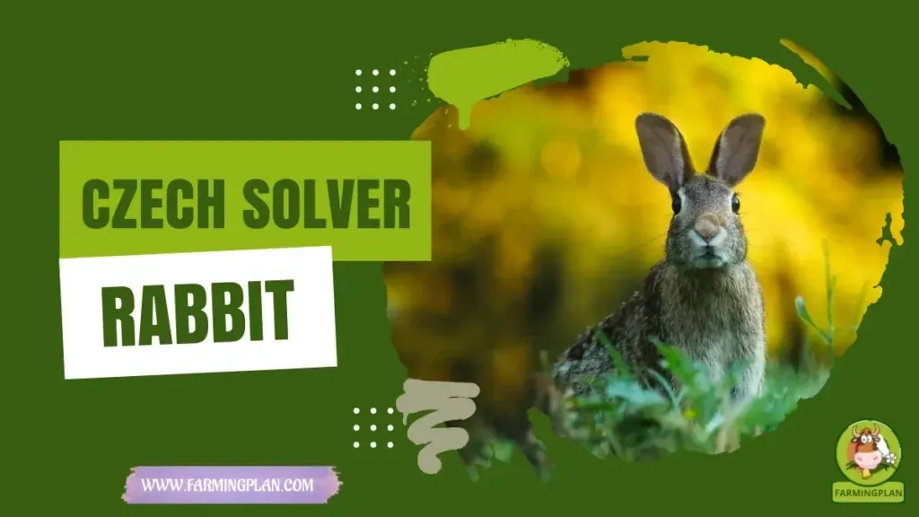 Czech Solver Rabbit characteristics, agricultural utility and breed care guide
