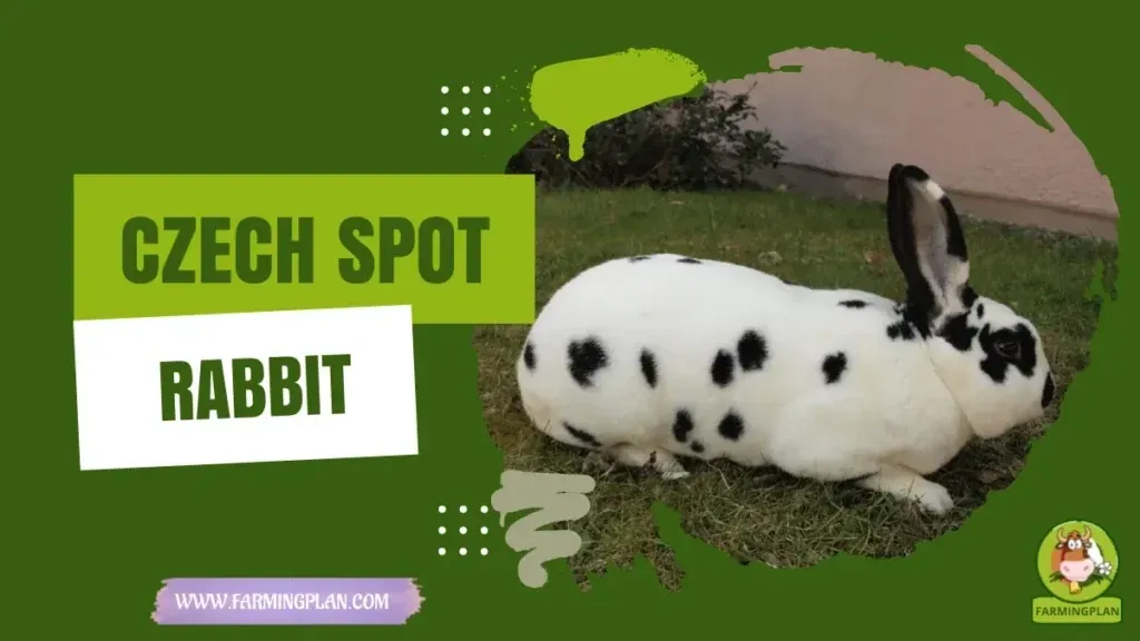 Czech Spot Rabbit characteristics, agricultural utility and breed care guide