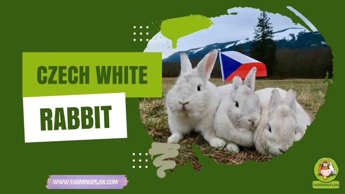 Czech White Rabbit characteristics, agricultural utility and breed care guide