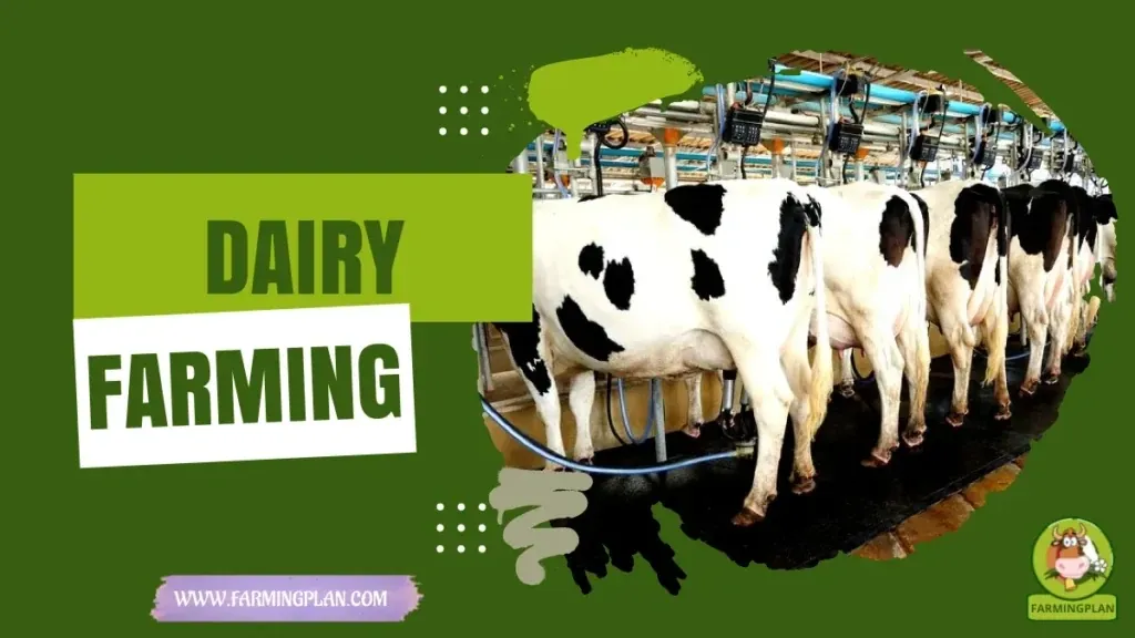 Dairy Farming Made Easy characteristics, agricultural utility and breed care guide