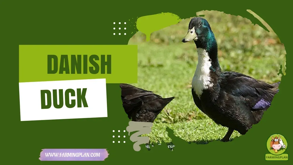 Danish Duck characteristics, agricultural utility and breed care guide