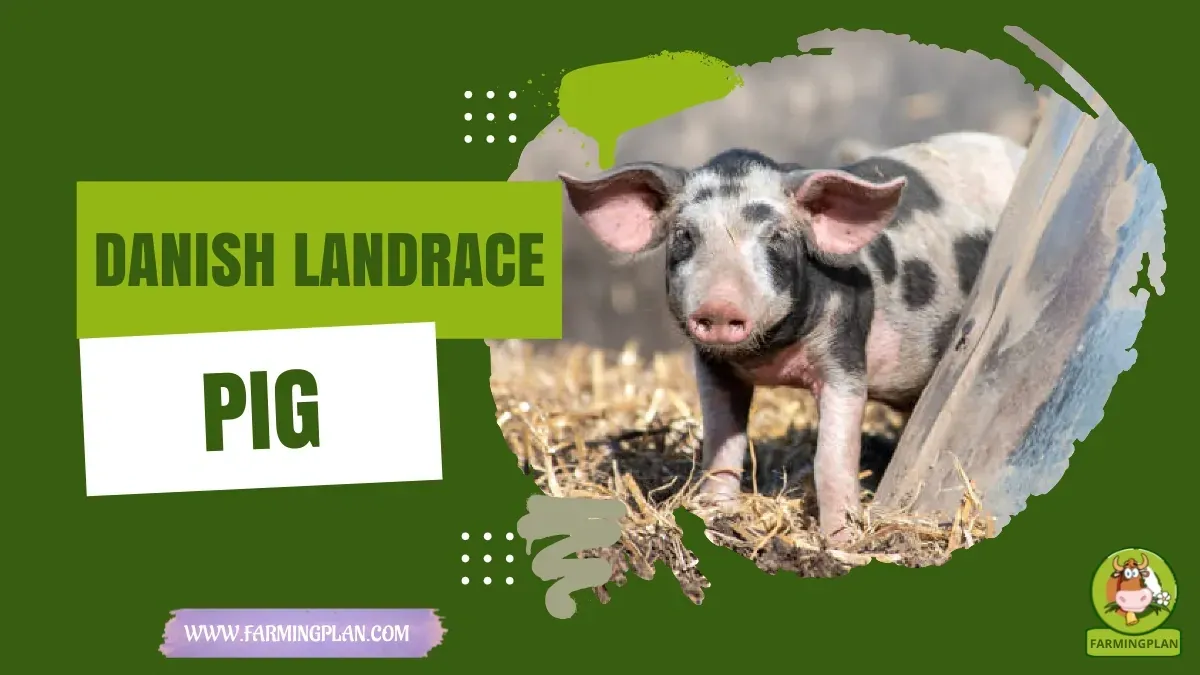 Danish Landrace Pig characteristics, agricultural utility and breed care guide
