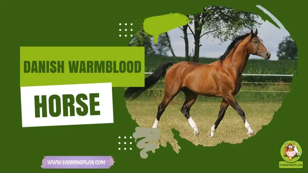 Danish Warmblood Horse Care characteristics, agricultural utility and breed care guide