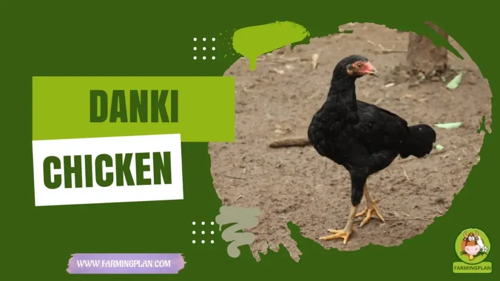 Danki Chicken characteristics, agricultural utility and breed care guide