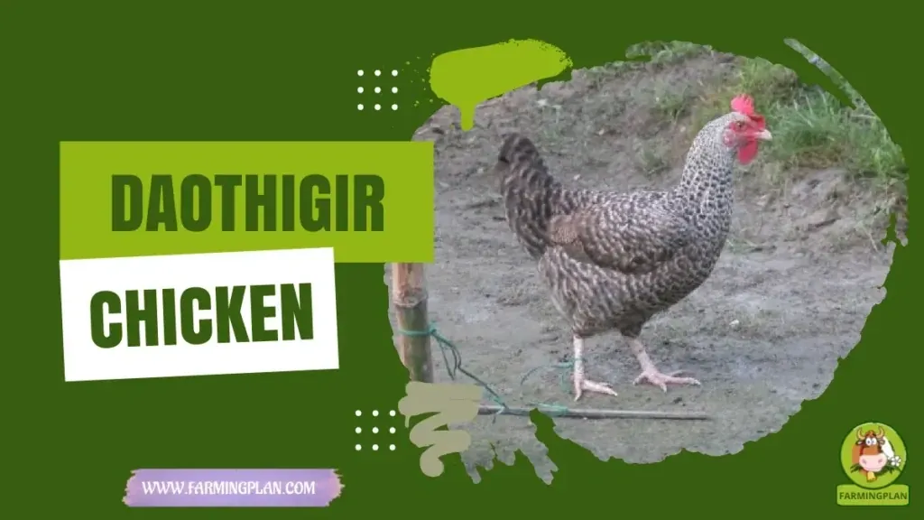 Daothigir Chicken - Farming & Breed Profile Daothigir Chicken characteristics, agricultural utility and breed care guide