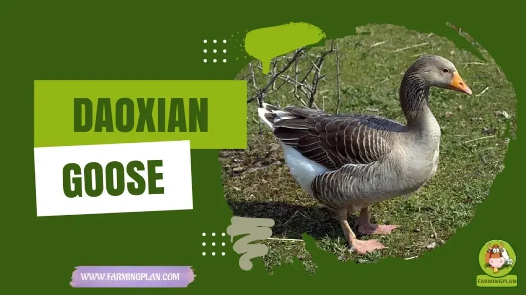Daoxian Goose - Farming & Breed Profile Daoxian Goose characteristics, agricultural utility and breed care guide