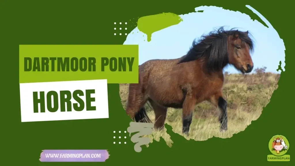 Dartmoor Pony Horse characteristics, agricultural utility and breed care guide