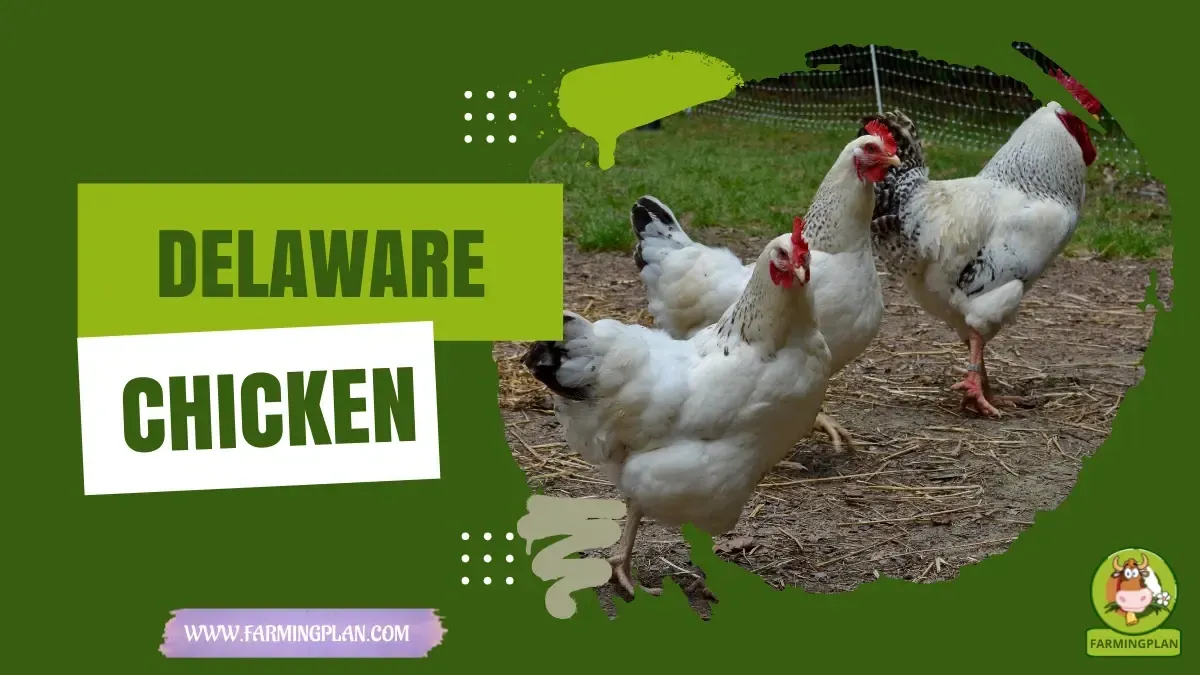 Delaware Chicken - Farming & Breed Profile Delaware Chicken characteristics, agricultural utility and breed care guide