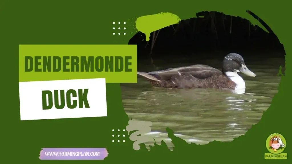 Dendermonde Duck characteristics, agricultural utility and breed care guide
