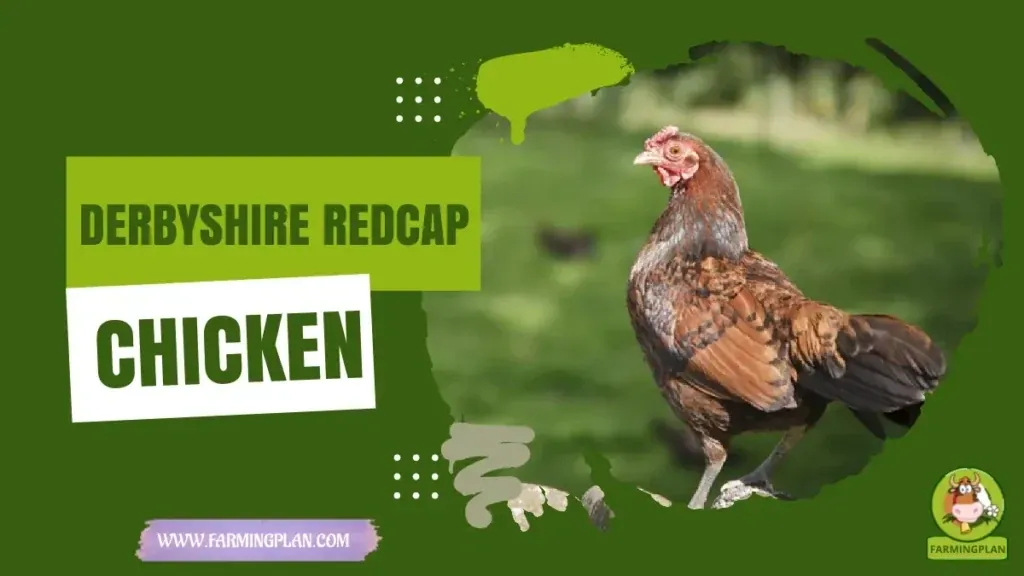 Derbyshire Redcap Chicken Farming characteristics, agricultural utility and breed care guide