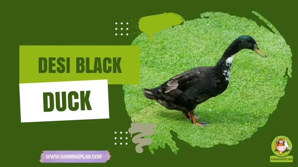 Desi Black Duck characteristics, agricultural utility and breed care guide