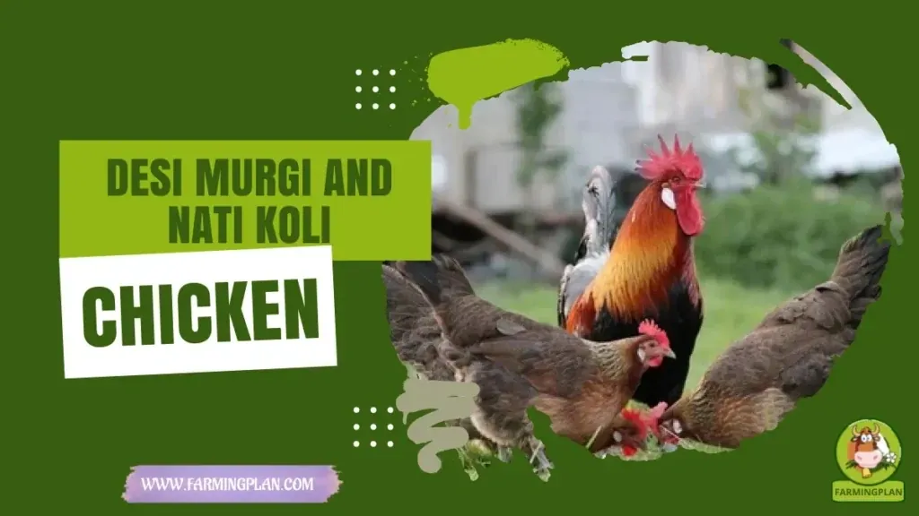 Desi Murgi And Nati Koli Chicken characteristics, agricultural utility and breed care guide