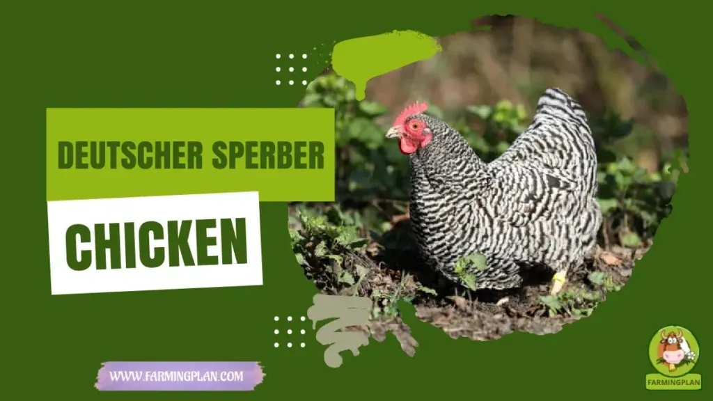 Deutscher Sperber Chicken - Farming & Breed Profile Deutscher Sperber Chicken characteristics, agricultural utility and breed care guide