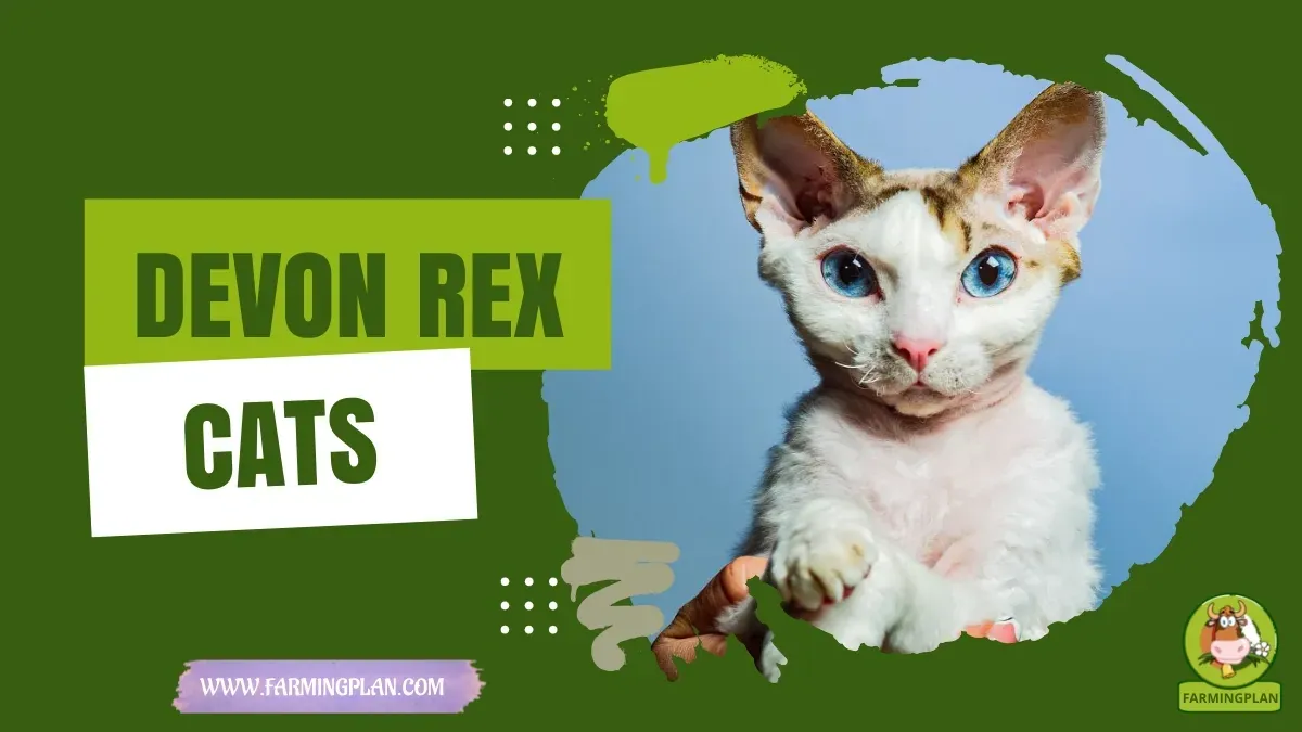 Devon Rex Cats - Farming & Breed Profile Devon Rex Cats characteristics, agricultural utility and breed care guide