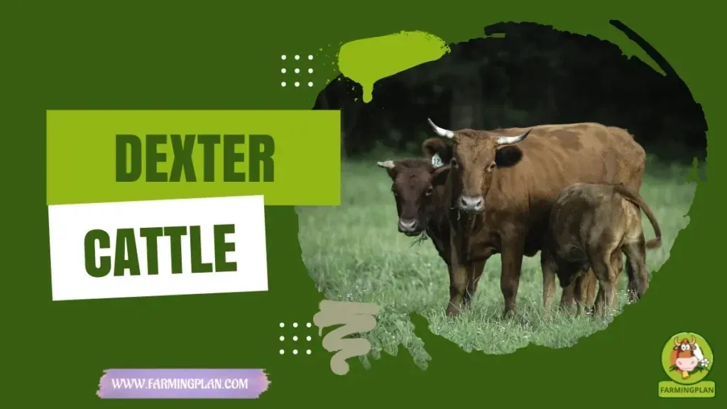 Dexter Cattle - Farming & Breed Profile Dexter Cattle characteristics, agricultural utility and breed care guide