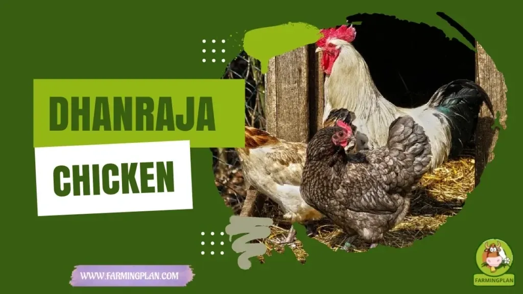 Dhanraja Chicken - Farming & Breed Profile Dhanraja Chicken characteristics, agricultural utility and breed care guide