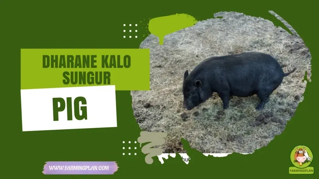 Dharane Kalo Sungur Pig - Farming & Breed Profile Dharane Kalo Sungur Pig characteristics, agricultural utility and breed care guide