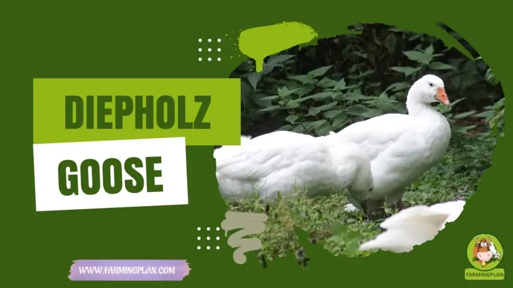 Diepholz Goose - Farming & Breed Profile Diepholz Goose characteristics, agricultural utility and breed care guide