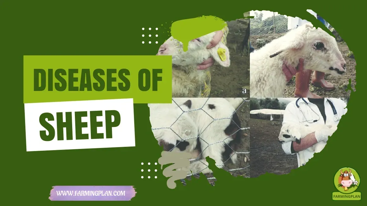 Diseases of Sheep characteristics, agricultural utility and breed care guide