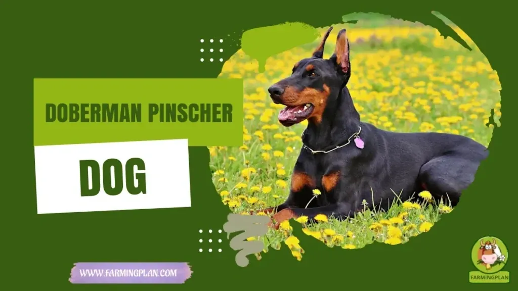 Doberman Pinscher Mastery - Farming & Breed Profile Doberman Pinscher Mastery characteristics, agricultural utility and breed care guide