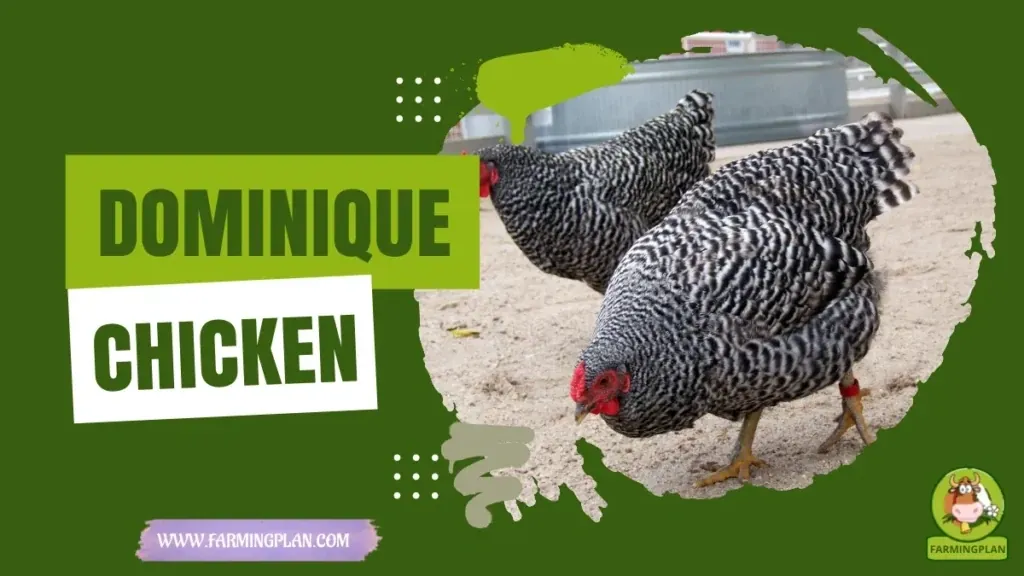 Dominique Chicken characteristics, agricultural utility and breed care guide