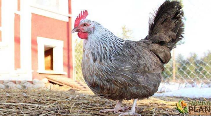 Dorking Chicken: A British Chicken Breed - Farming Plan