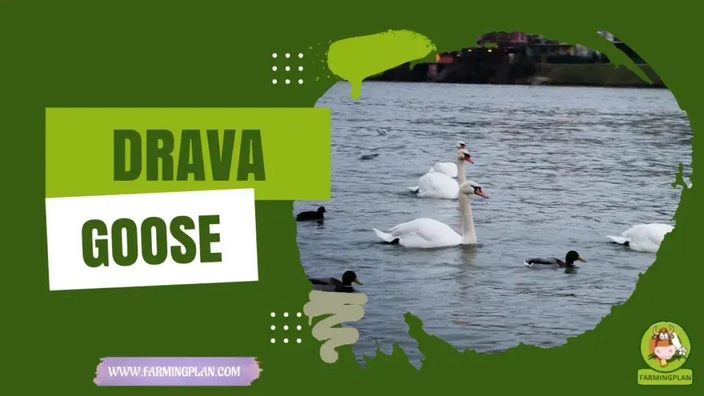Drava Goose characteristics, agricultural utility and breed care guide