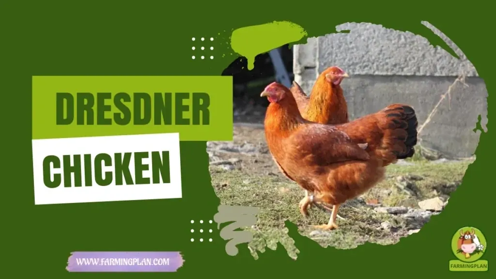 Dresdner Chicken - Farming & Breed Profile Dresdner Chicken characteristics, agricultural utility and breed care guide