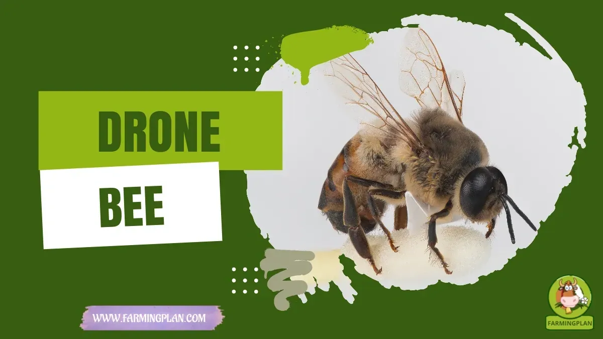 Drone Bee characteristics, agricultural utility and breed care guide