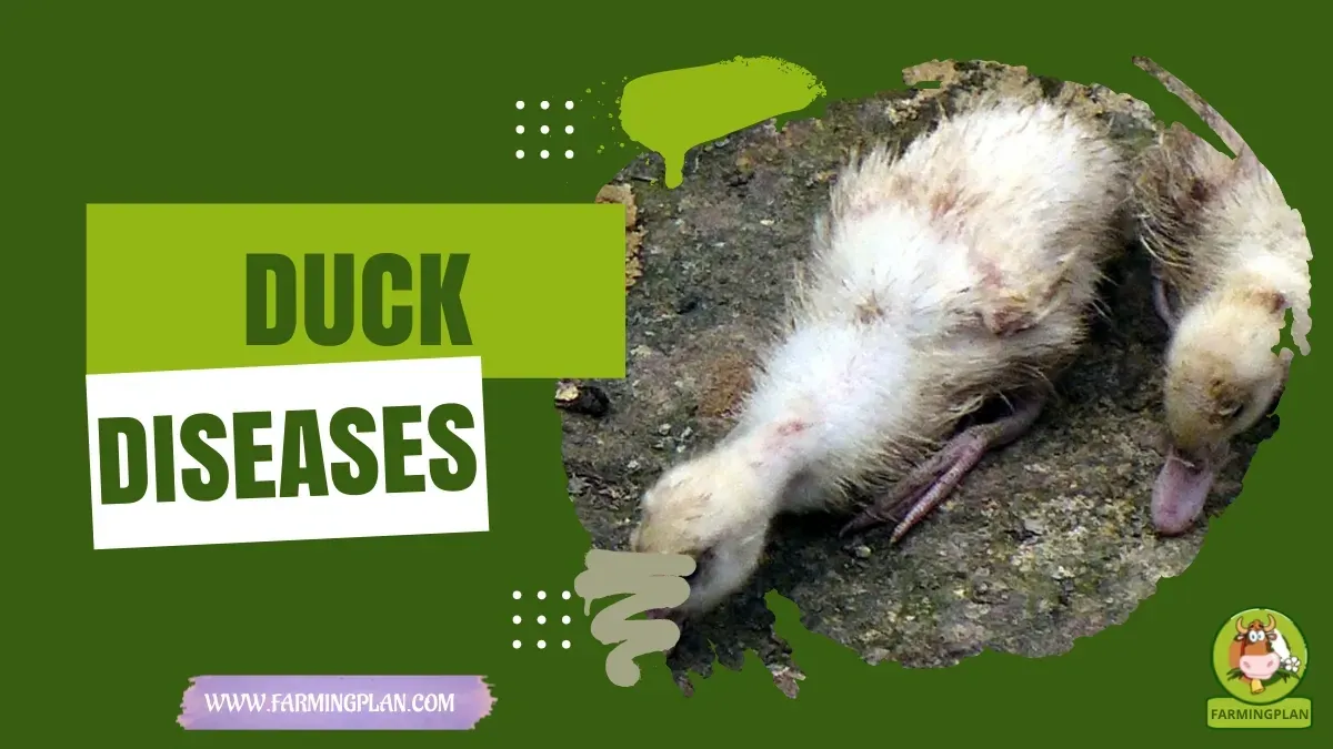 Duck Diseases - Farming & Breed Profile Duck Diseases characteristics, agricultural utility and breed care guide