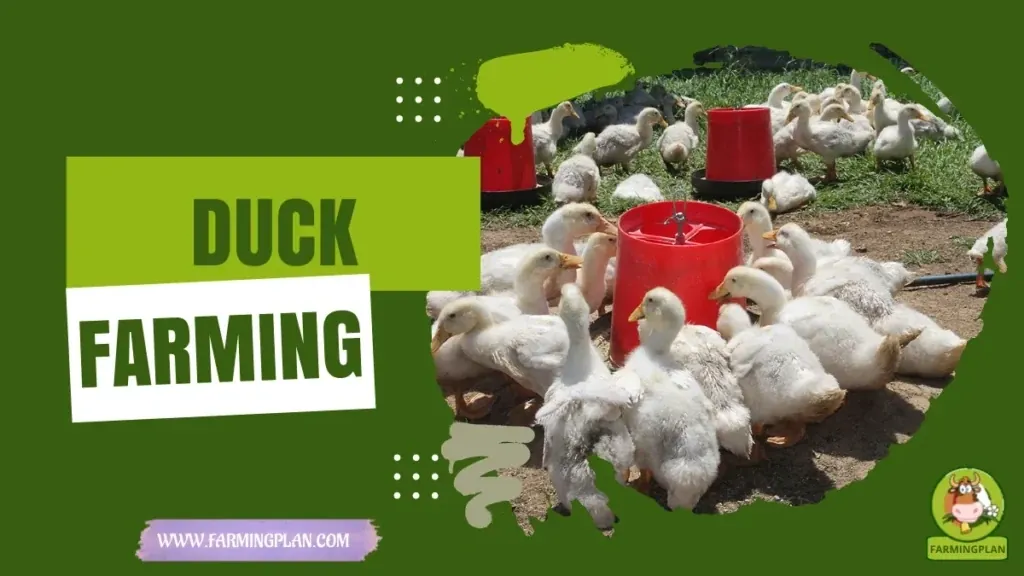 Duck Farming for Beginners - Farming & Breed Profile Duck Farming for Beginners characteristics, agricultural utility and breed care guide