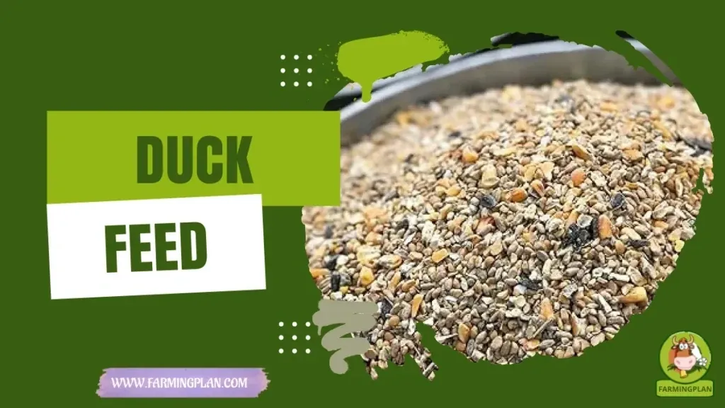 Duck Feed Guide - Farming & Breed Profile Duck Feed Guide characteristics, agricultural utility and breed care guide