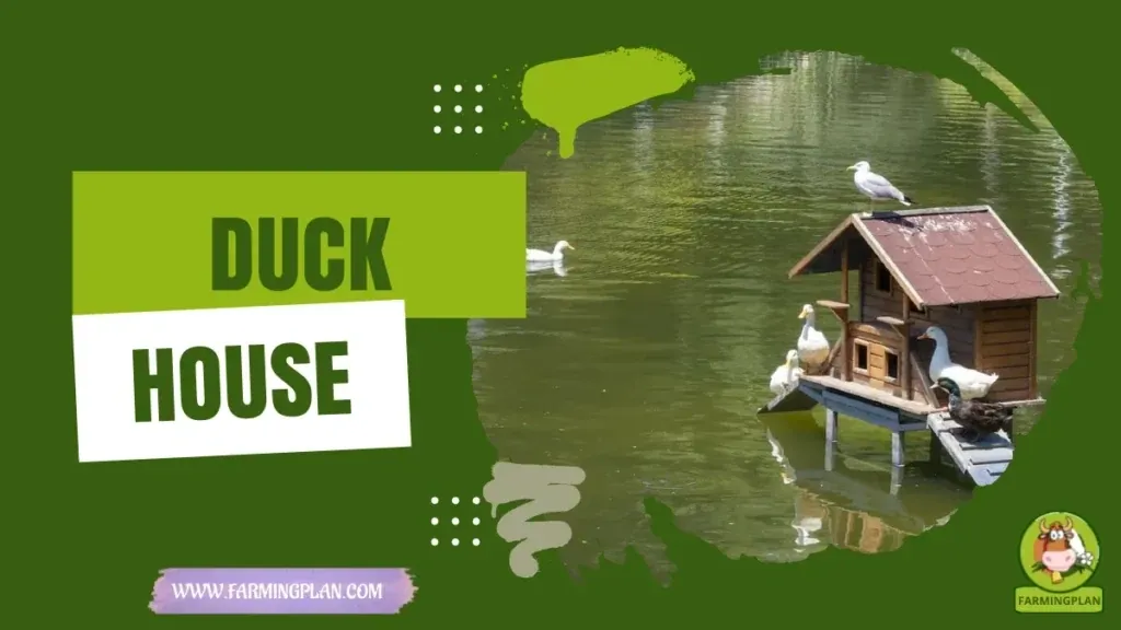 Duck Housing Guide characteristics, agricultural utility and breed care guide