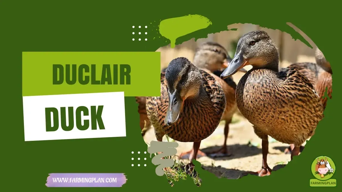 Duclair Duck - Farming & Breed Profile Duclair Duck characteristics, agricultural utility and breed care guide