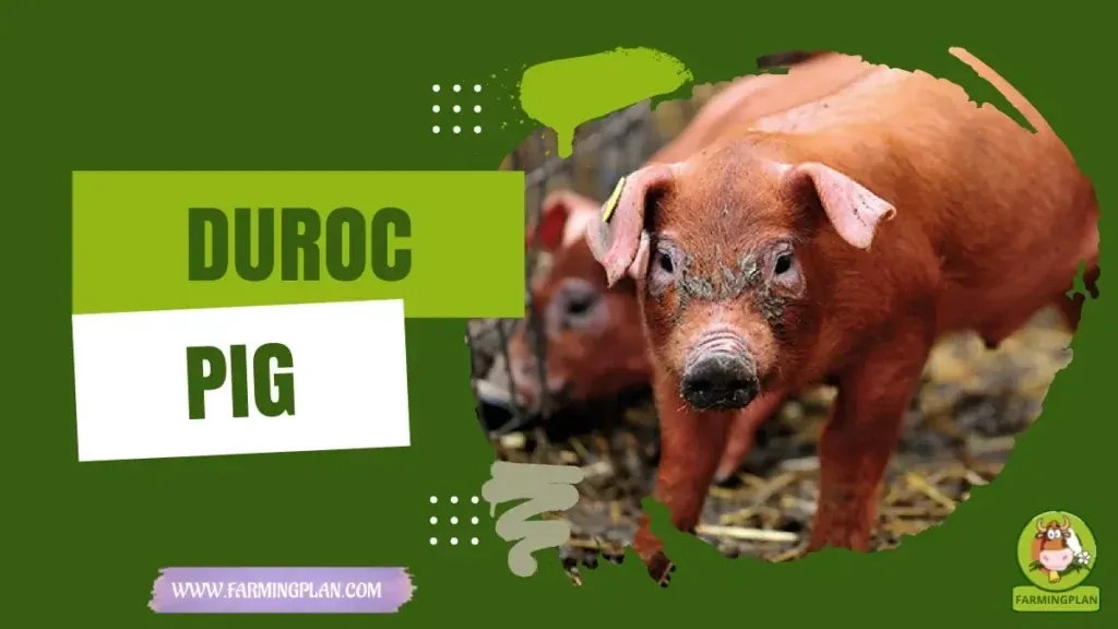 Duroc Pig characteristics, agricultural utility and breed care guide