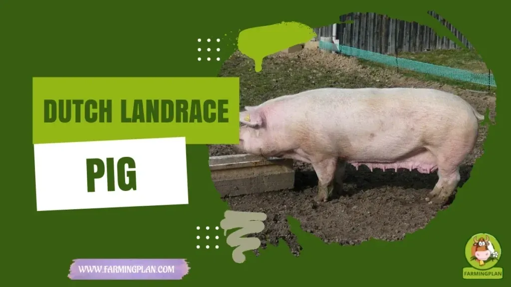 Dutch Landrace Pig characteristics, agricultural utility and breed care guide