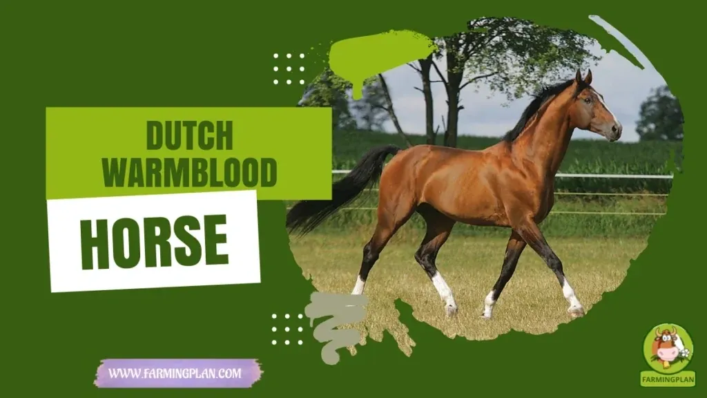 Dutch Warmblood Horse Magic characteristics, agricultural utility and breed care guide