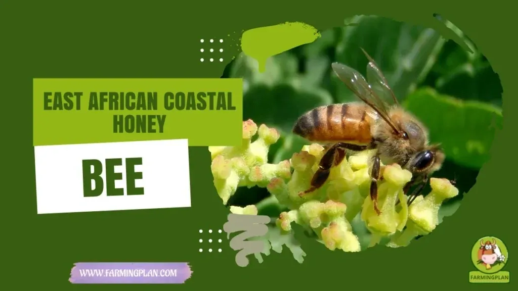 East African Coastal Honey Bee - Farming & Breed Profile East African Coastal Honey Bee characteristics, agricultural utility and breed care guide