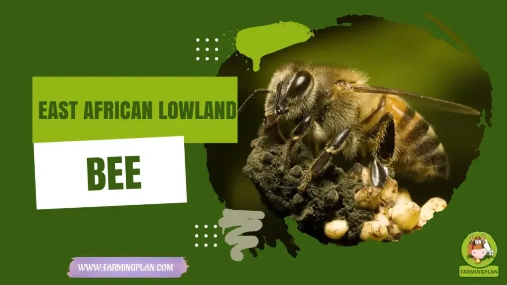 East African Lowland Honey Bee - Farming & Breed Profile East African Lowland Honey Bee characteristics, agricultural utility and breed care guide