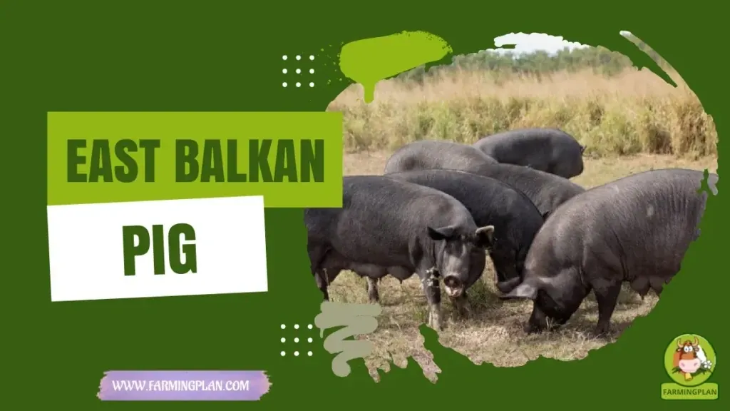East Balkan Pig - Farming & Breed Profile East Balkan Pig characteristics, agricultural utility and breed care guide
