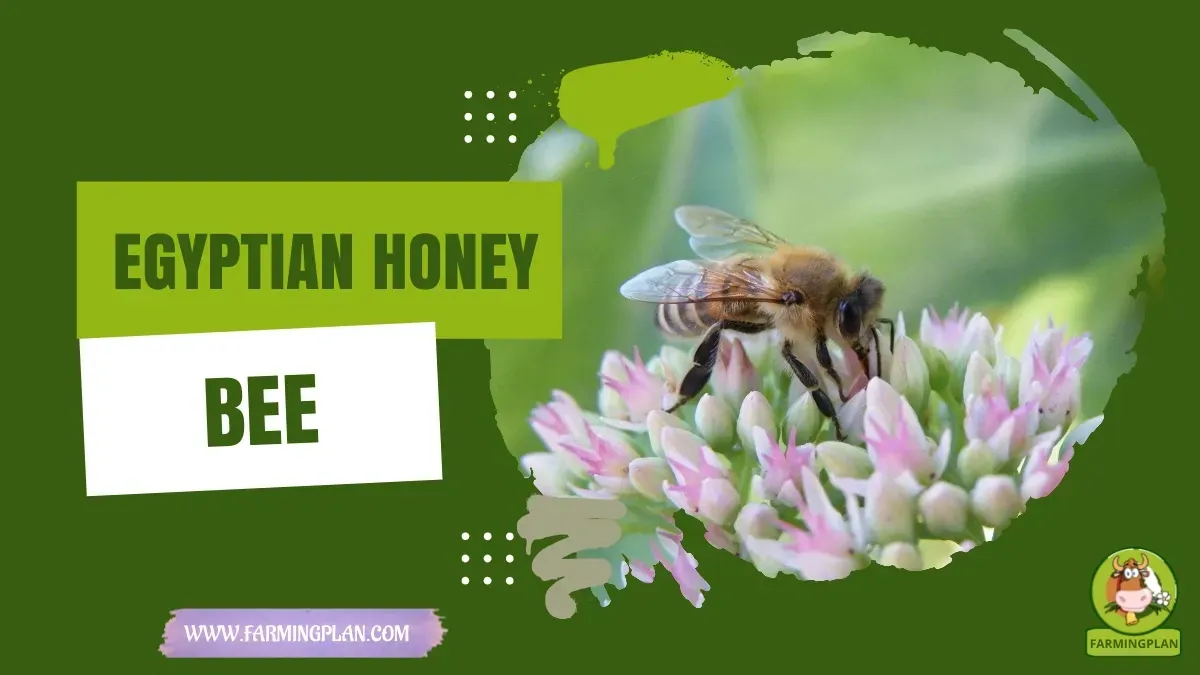 Egyptian Honey Bee characteristics, agricultural utility and breed care guide