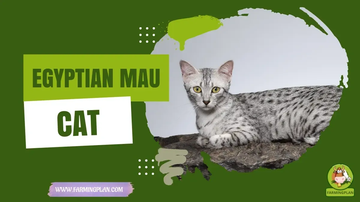 Egyptian Mau Cat characteristics, agricultural utility and breed care guide