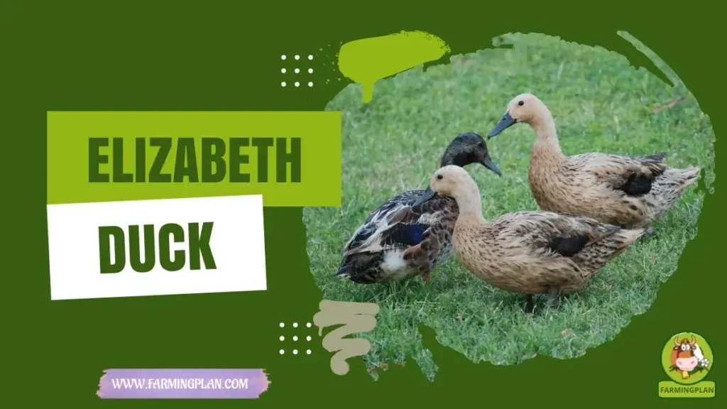 Elizabeth Duck characteristics, agricultural utility and breed care guide