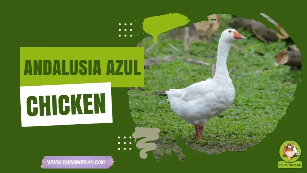 Embden Goose - Farming & Breed Profile Embden Goose characteristics, agricultural utility and breed care guide